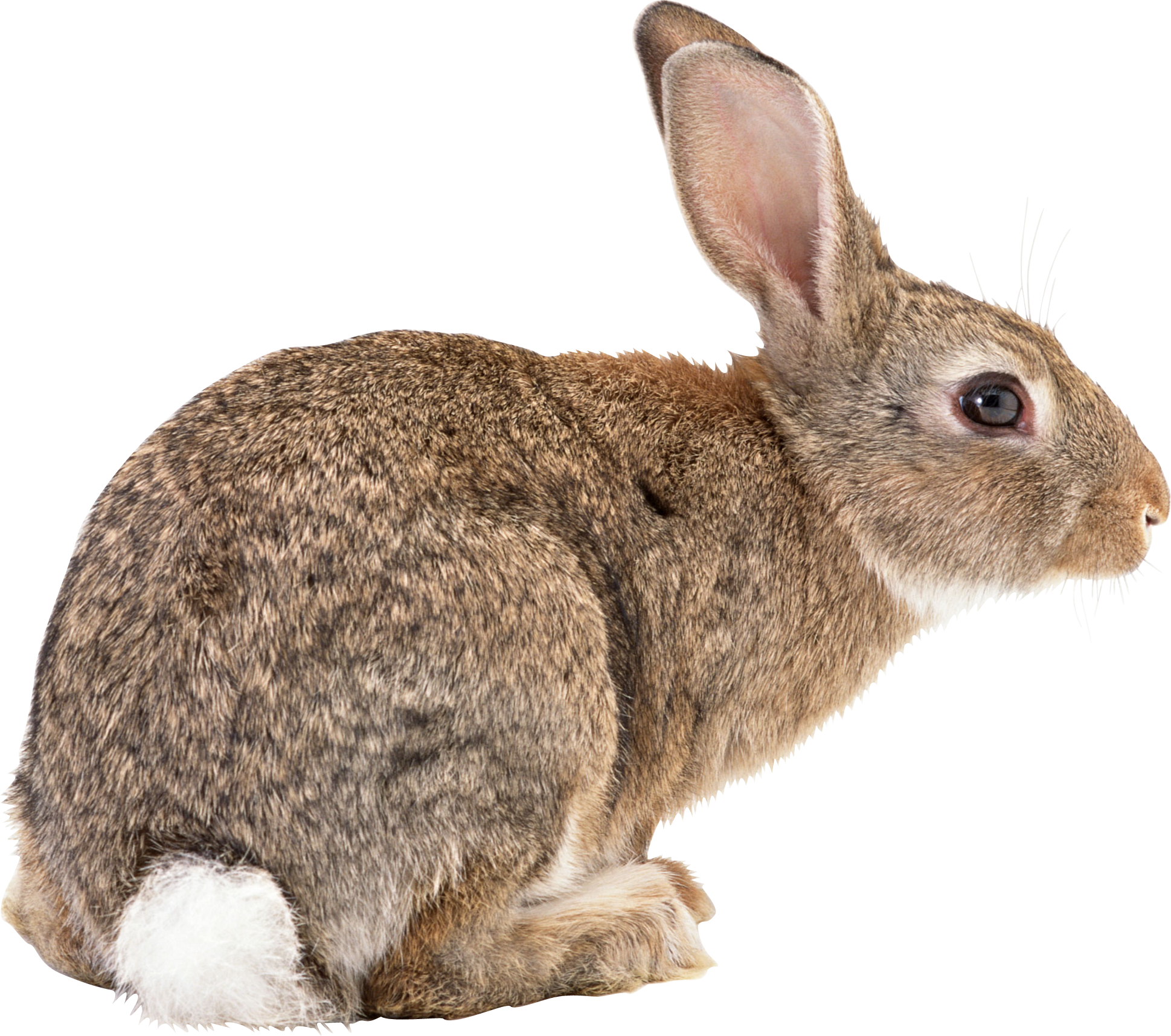 Rabbit PNG images, free png rabbit pictures download.