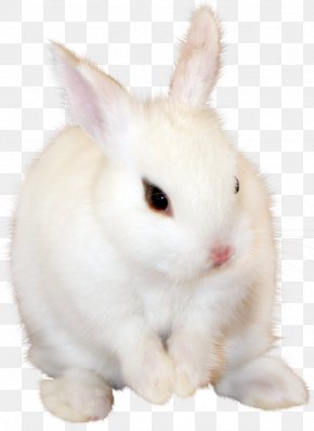 Bunny Rabbit Clipart Images, Bunny Rabbit Clipart.