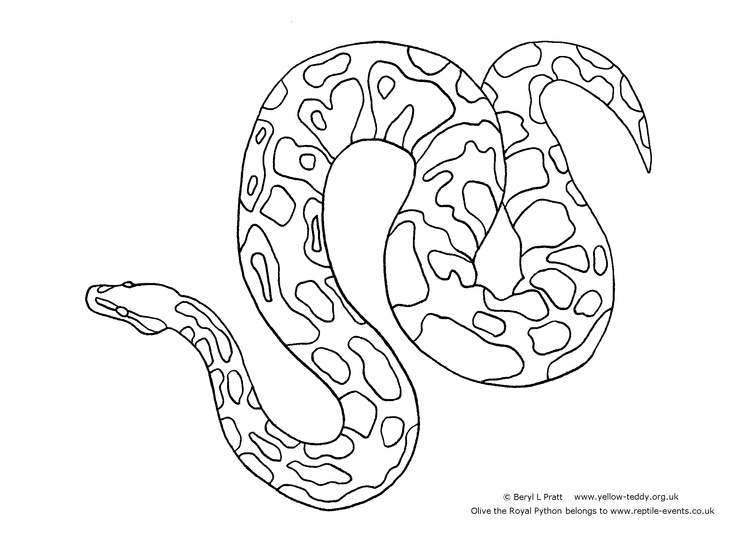 python-coloring-burmese-pages-snake-drawing-colouring-ball-printable-color-mamba-clipart