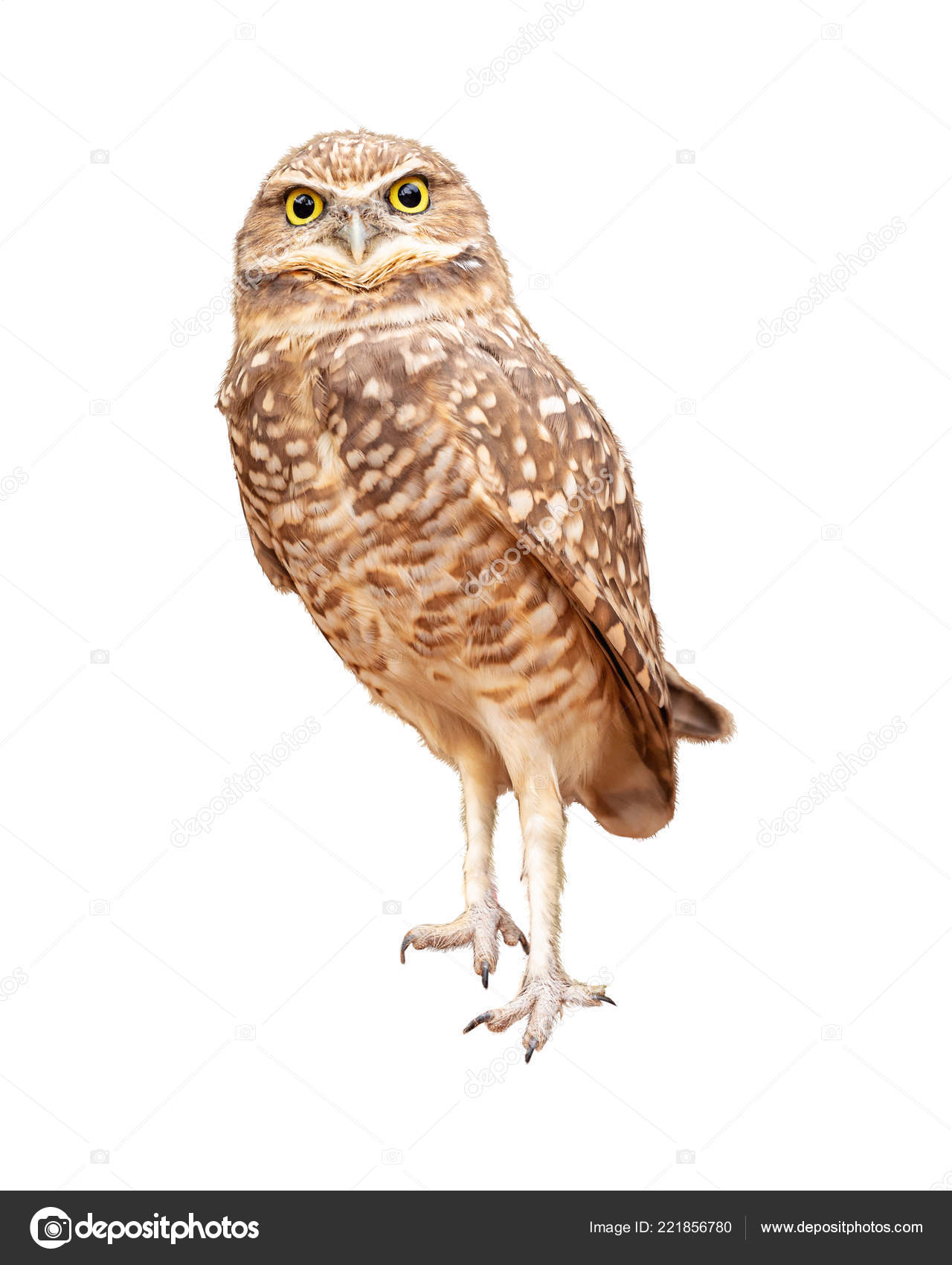 Burrowing Owl Turning Camera Isolated White Background — Stock Photo.