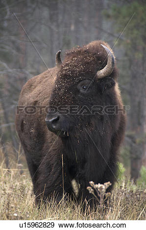 Stock Photograph of American Bison (Bison bison), standing in tall.