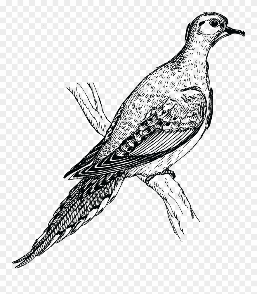 Turtle Dove Clipart Holy Ghost.