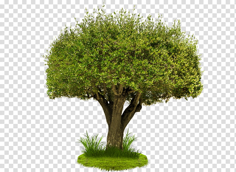 Tree Hy, green bush plant transparent background PNG clipart.