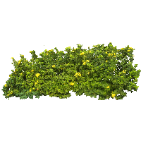 Download Bush Free PNG photo images and clipart.