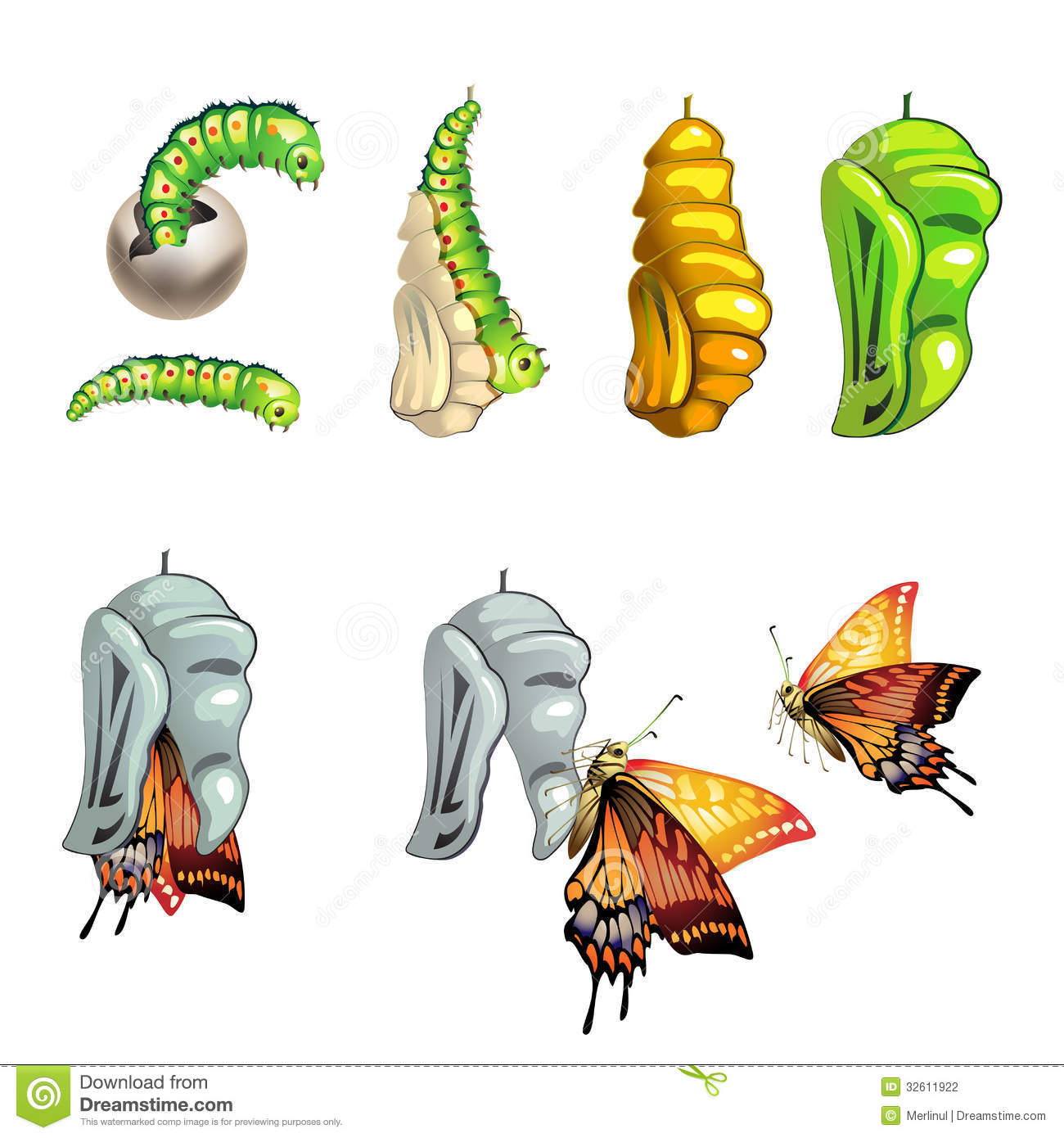 Butterfly Cocoon Stock Illustrations.