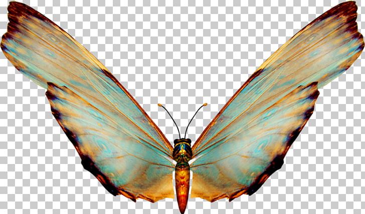 Butterfly Adobe Photoshop Portable Network Graphics Psd PNG.