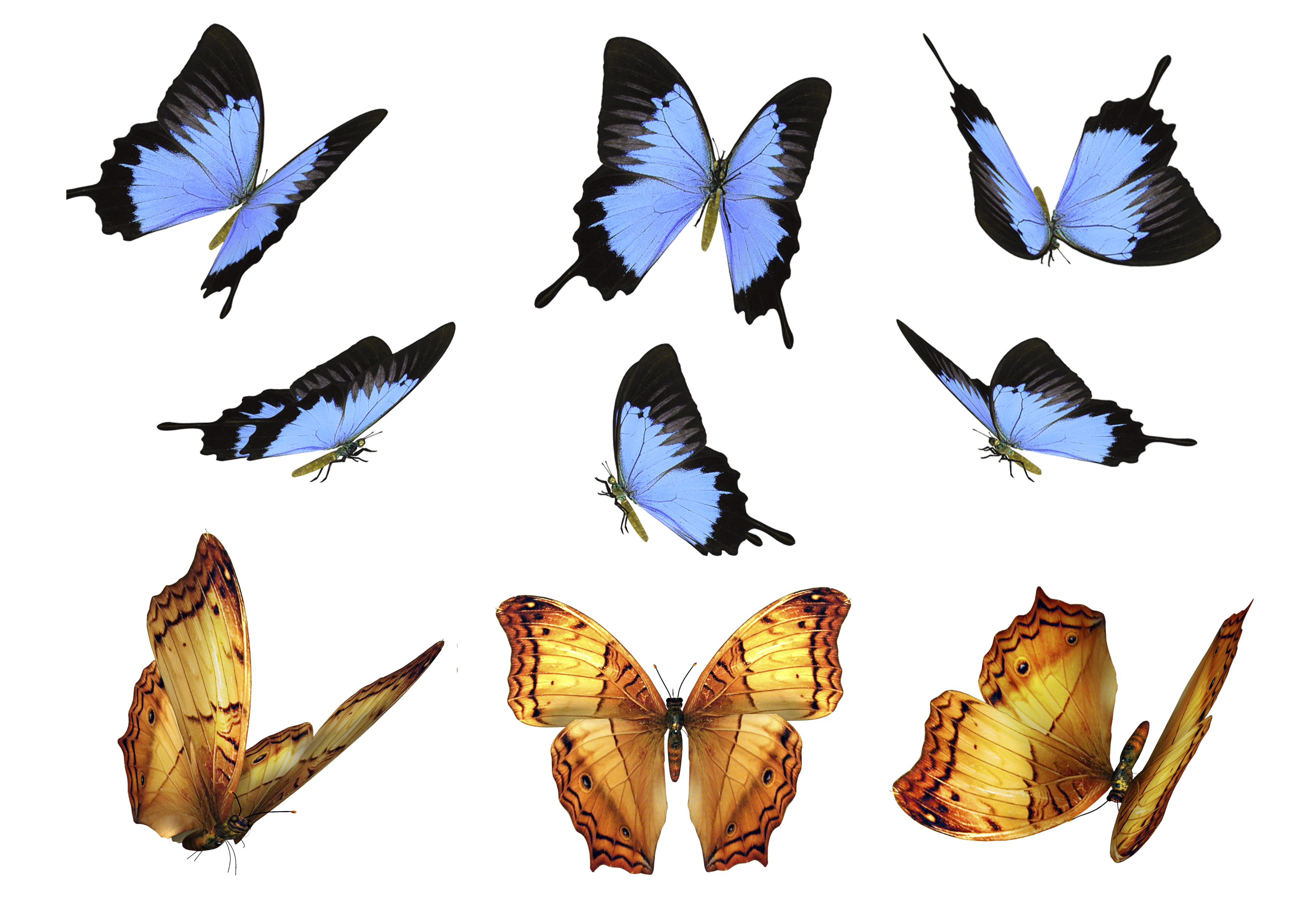 Free Butterfly Photo Overlays, Photography Overlays for.