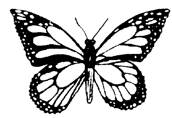 Free Black And White Butterfly Pictures, Download Free Clip.