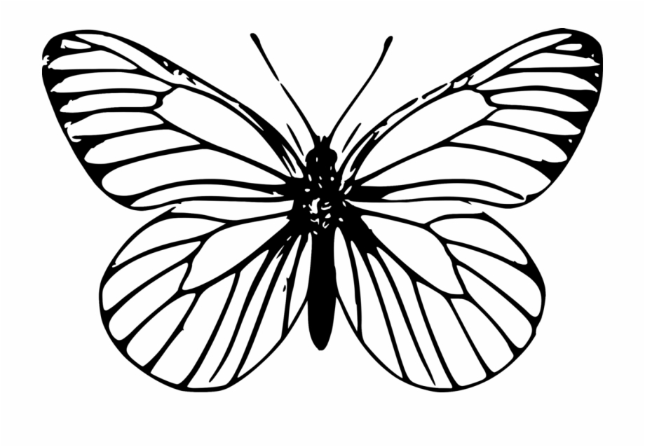 Delicate Butterfly Outline Tattoo - wide 2