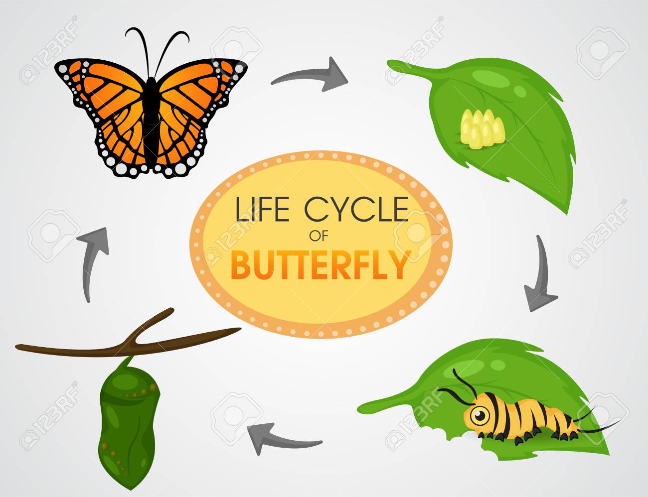 butterfly cycle clipart 20 free Cliparts | Download images on ...