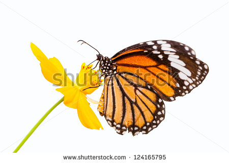 Monarch Butterfly Seeking Nectar On Flower Stock Photo 124165795.