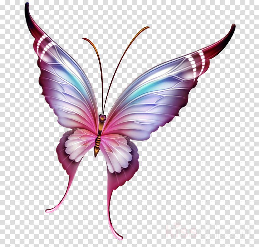 butterfly gif png 20 free Cliparts | Download images on Clipground 2021