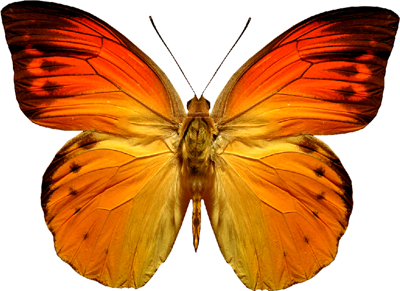 Butterfly PNG image, free picture download.