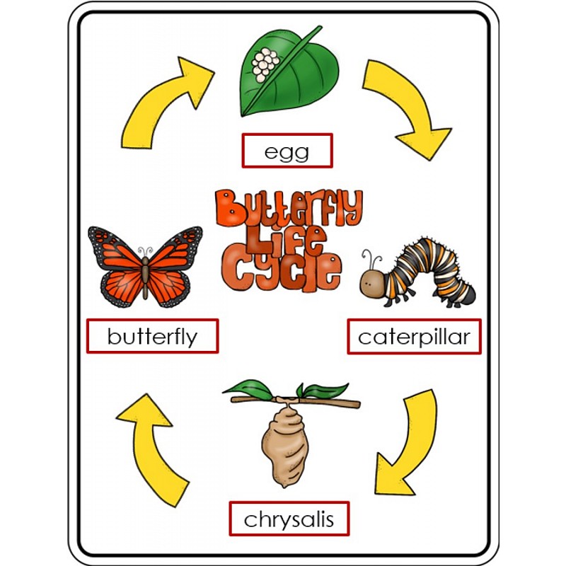 Life Cycle Of Butterfly Clip Art