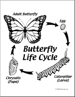 Clip Art: Butterfly Life Cycle (coloring page).