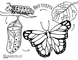 butterfly life cycle clipart black and white 20 free