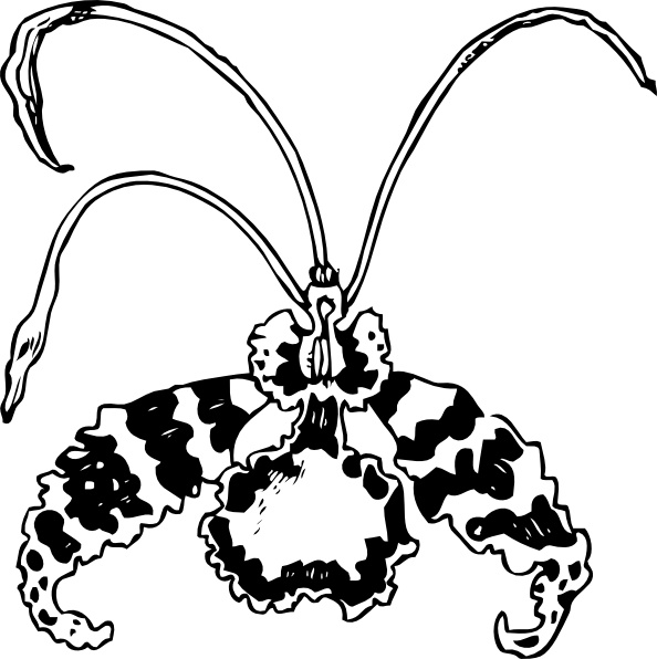 Butterfly Orchid clip art Free vector in Open office drawing svg.