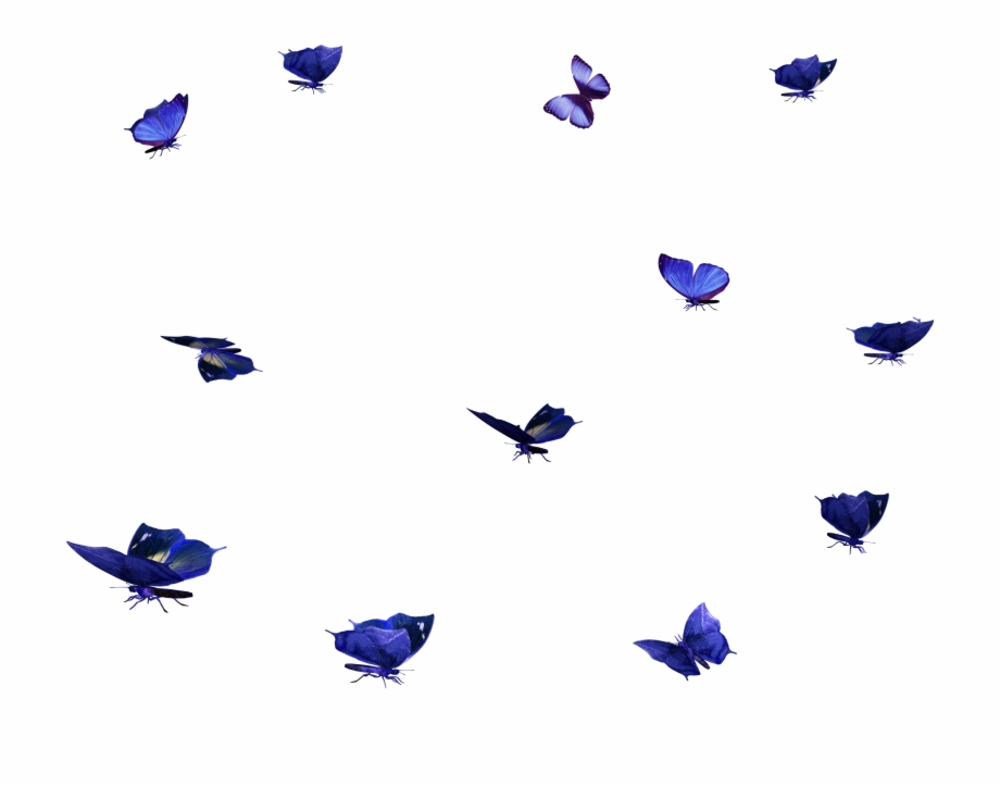 butterfly overlay png 20 free Cliparts | Download images on Clipground 2024