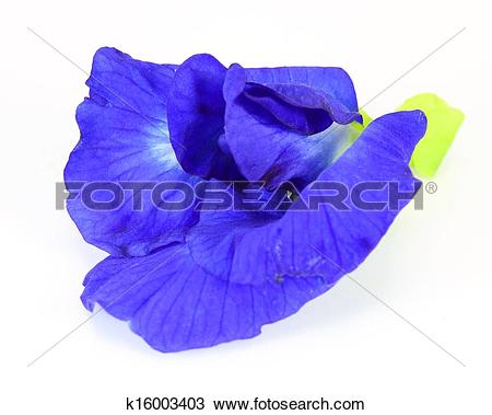 Stock Photo of Butterfly Pea on white background k16003403.