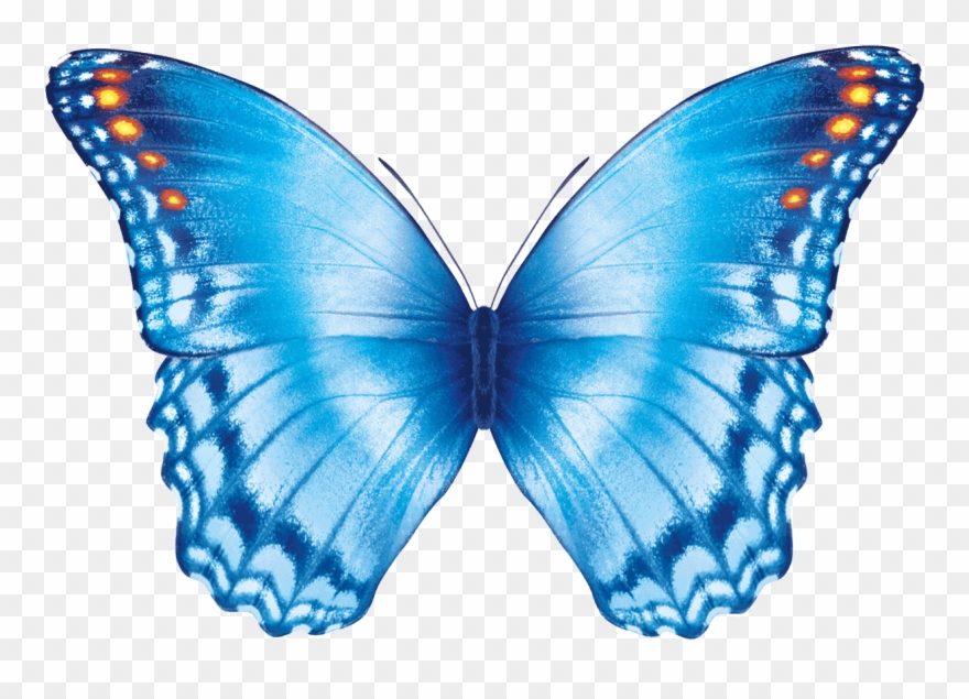 butterfly png gif 20 free Cliparts | Download images on ...