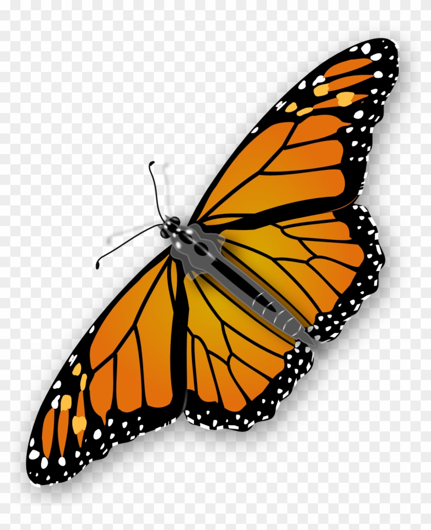butterfly png gif 20 free Cliparts | Download images on Clipground 2021