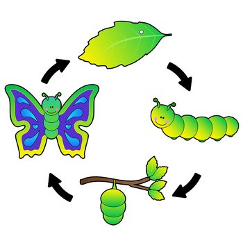 butterfly pupa clipart 20 free Cliparts | Download images on Clipground ...