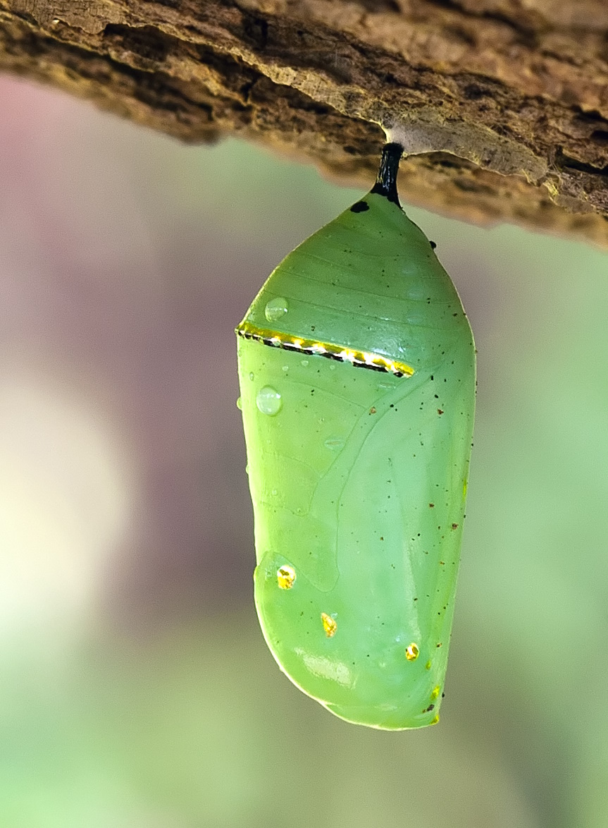 Download monarch caterpillar to chrysalis clipart Monarch butterfly.