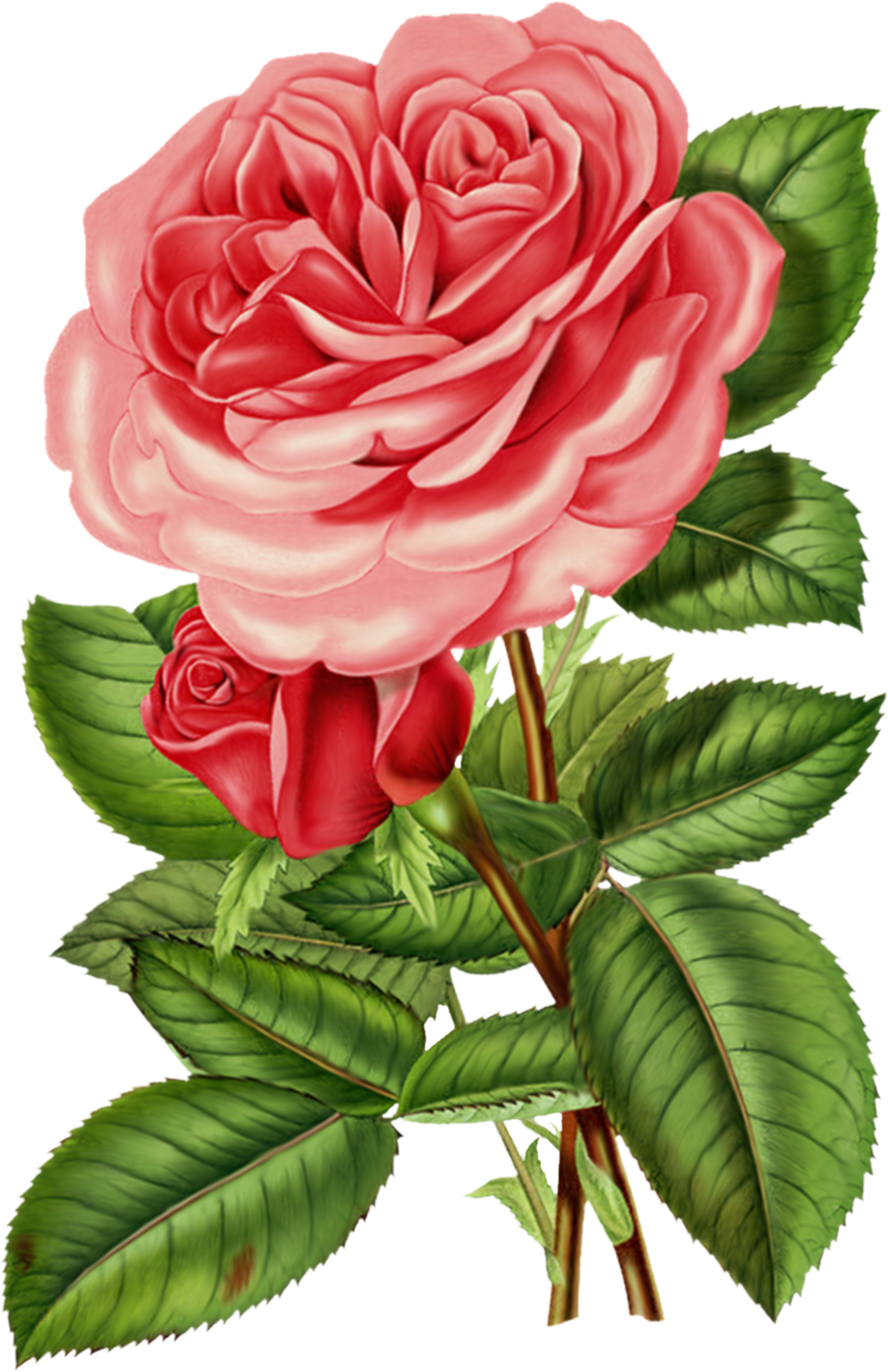 Victorian Rose Clipart.