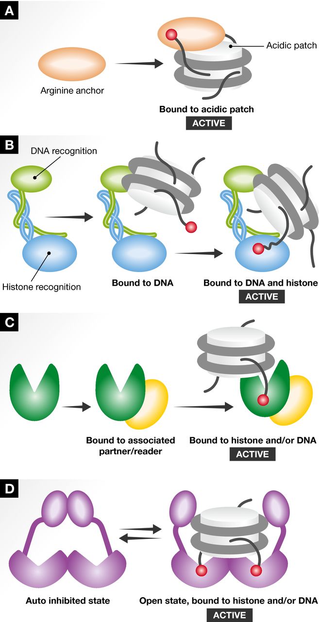 Touch, act and go: landing and operating on nucleosomes.