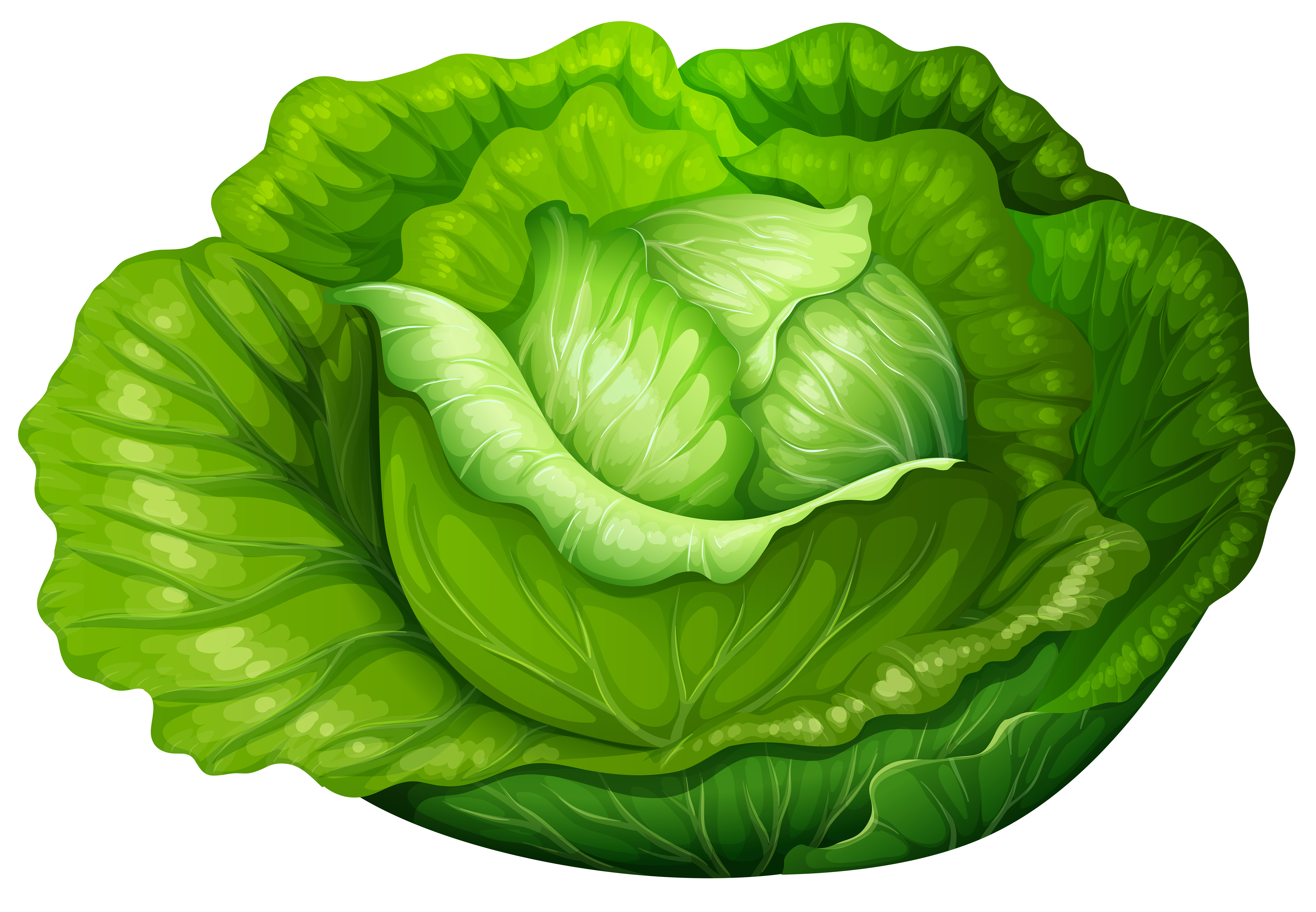 Clipart cabbage.