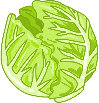 Cabbage Clipart.