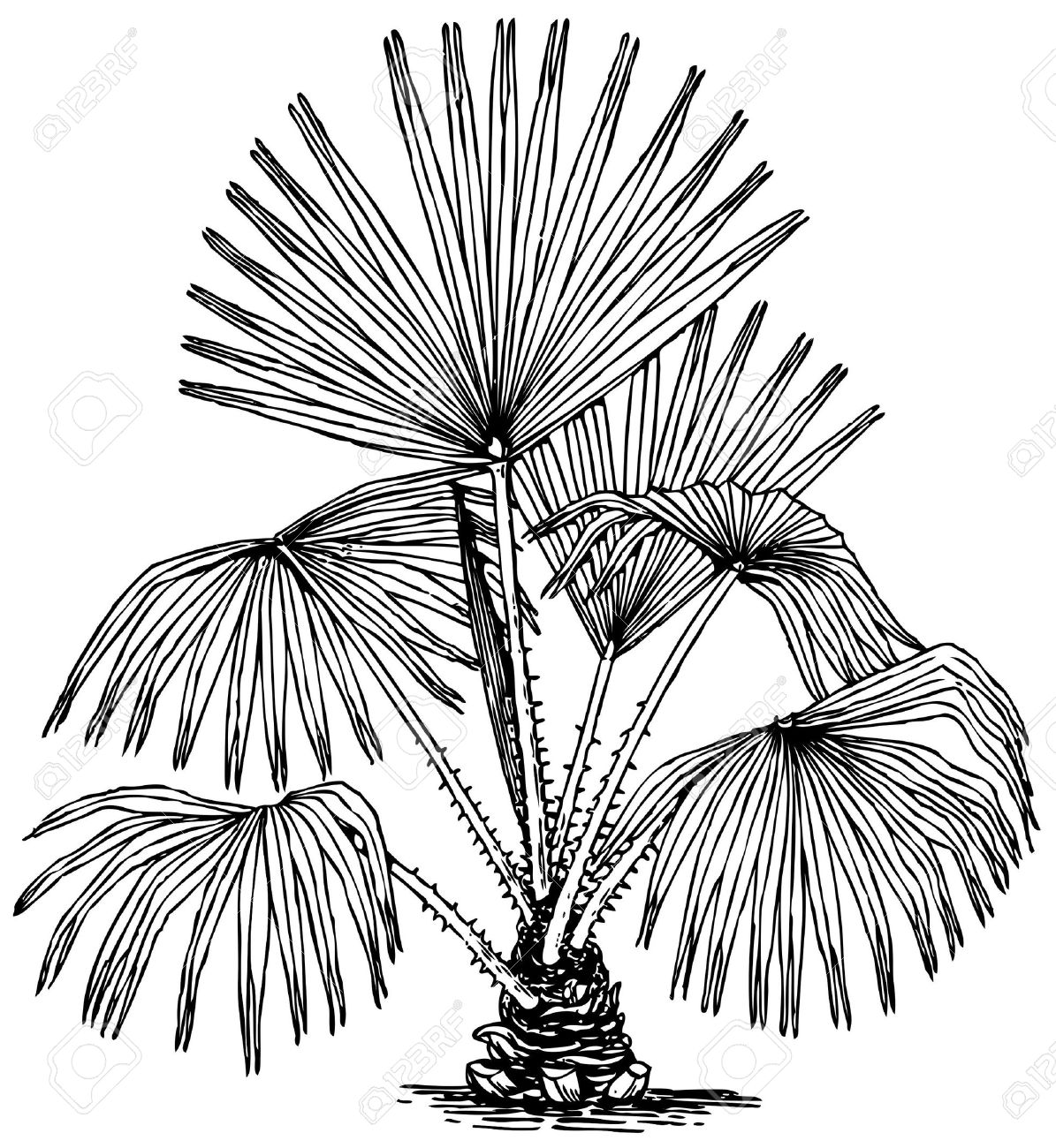 Swamp cabbage tree clipart.