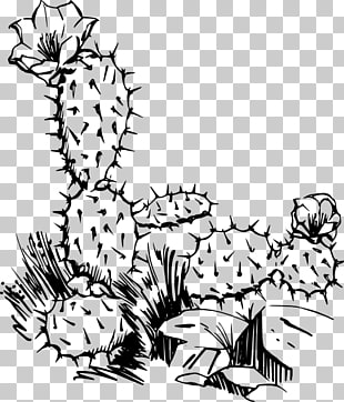 49 cactus Border PNG cliparts for free download.