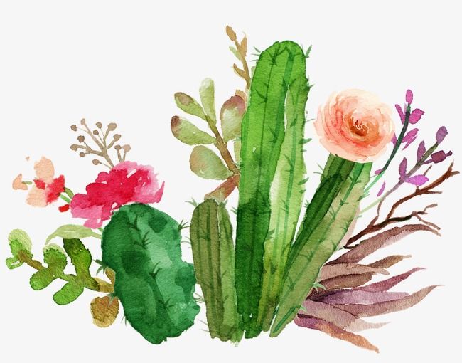Cactus Flowers Watercolor, Watercolor Clipart, Watercolor.