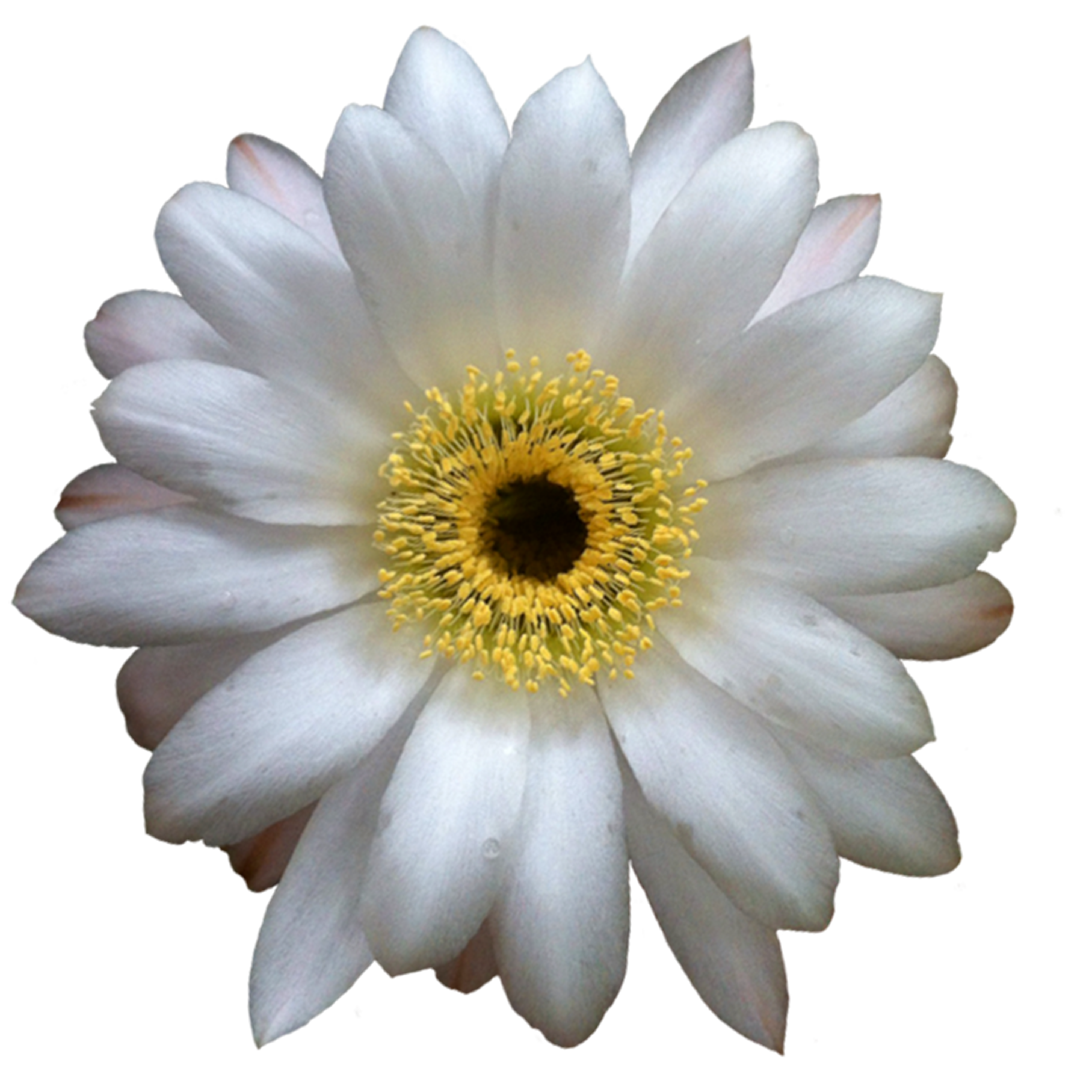 Cactus flower png #39168.