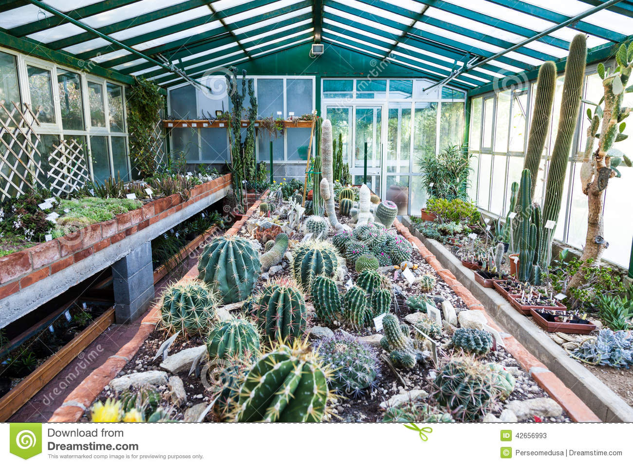 Cactus Greenhouse Stock Photo.