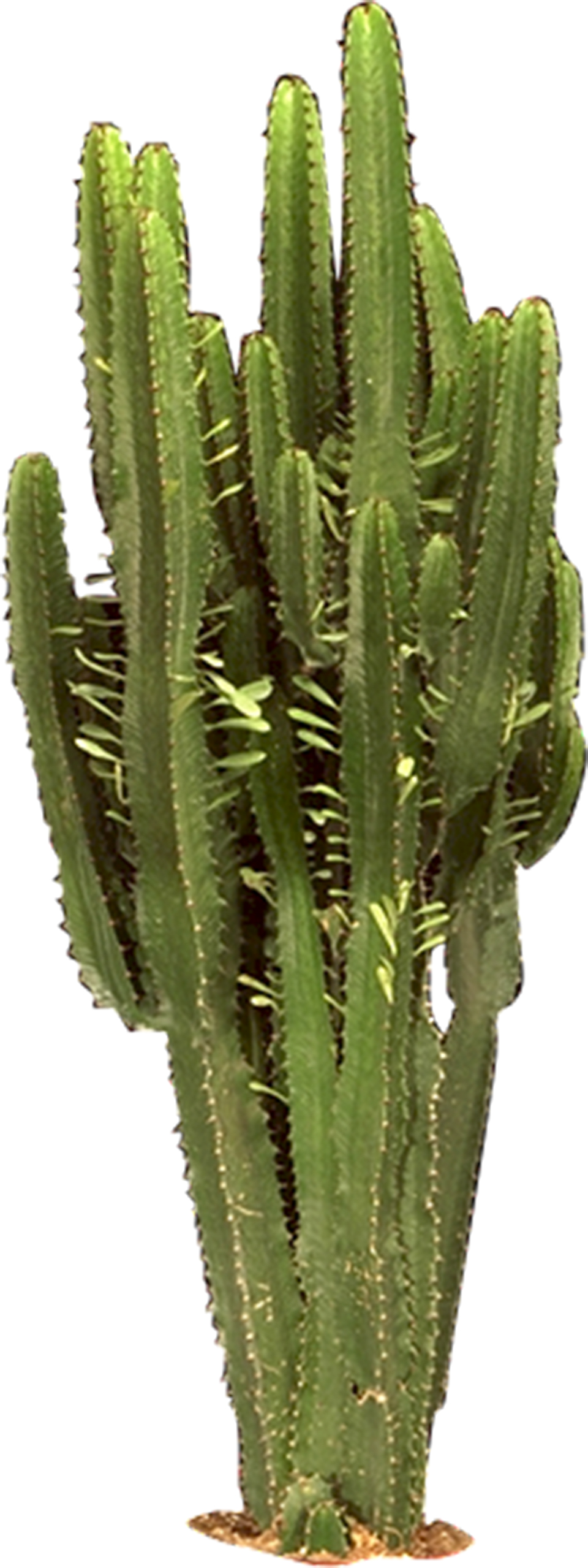 Cactus HD PNG Transparent Cactus HD.PNG Images..