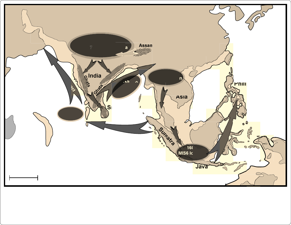 The phylogeography of Indoplanorbis exustus (Gastropoda.