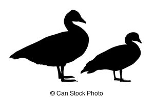 Clipart of Snow Goose.