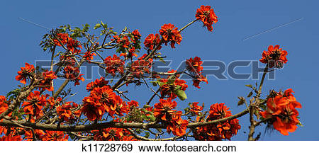 Stock Photograph of beautiful Flamboyant tree (Royal Poinciana or.