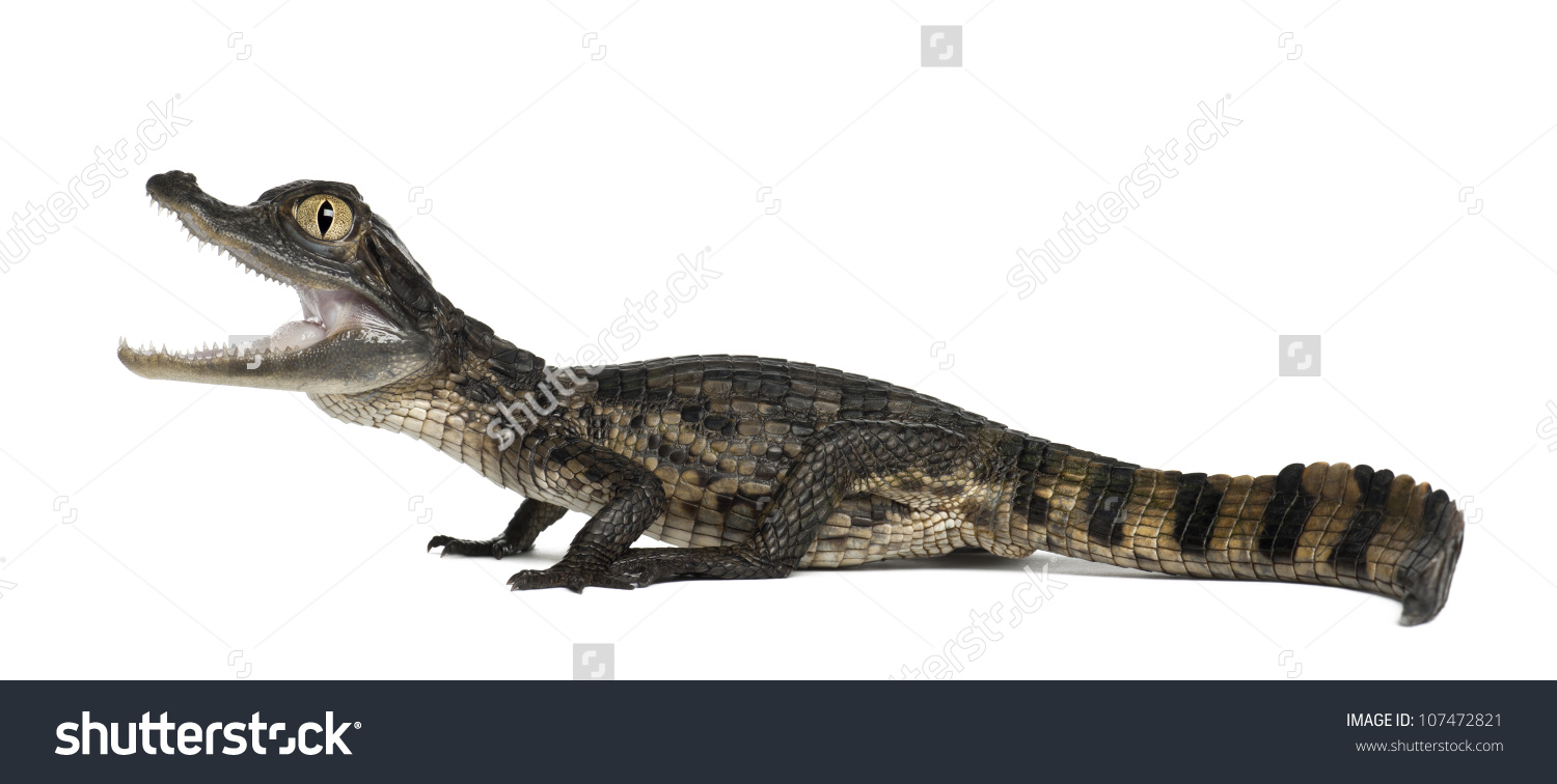 Spectacled Caiman Caiman Crocodilus Known White Stock Photo.