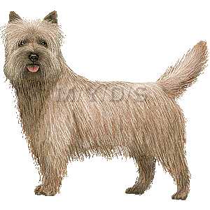Cairn Terrier clipart graphics (Free clip art.