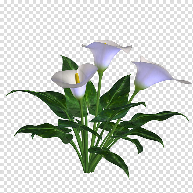 Spring , white calla lily transparent background PNG clipart.