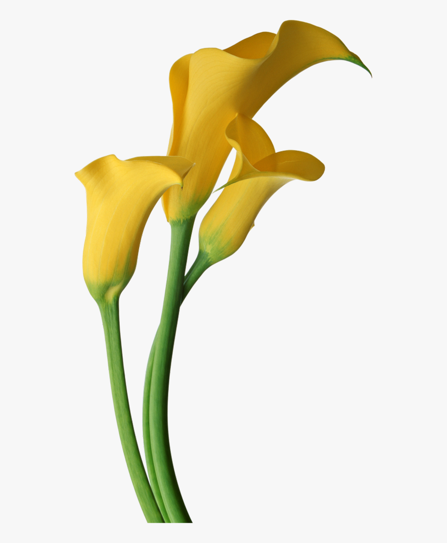 Yellow Transparent Calla Lilies Flowers Clipart.
