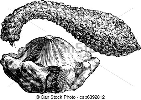Calabash Clipart and Stock Illustrations. 222 Calabash vector EPS.