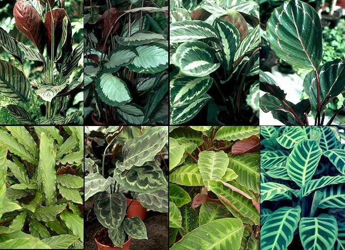 Calathea ornata clipart 20 free Cliparts | Download images on ...