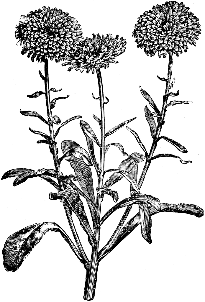 Flowers of Calendula Officinalis.