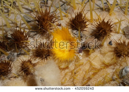 California Barrel Cactus Stock Photos, Royalty.