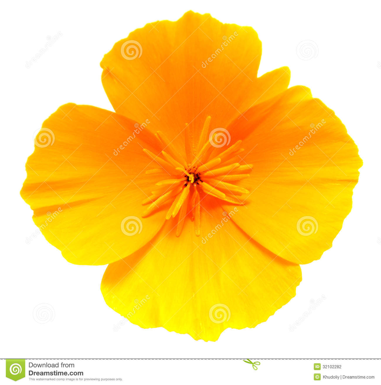 Download California poppies clipart 20 free Cliparts | Download ...