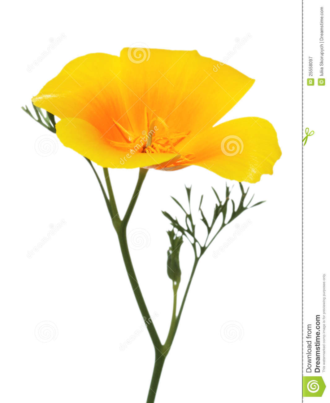 California poppies clipart 20 free Cliparts | Download images on